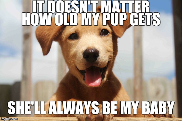 Don't refer to my furry child as a pet, what are you? An animal? | IT DOESN'T MATTER HOW OLD MY PUP GETS; SHE'LL ALWAYS BE MY BABY | image tagged in cute pup | made w/ Imgflip meme maker