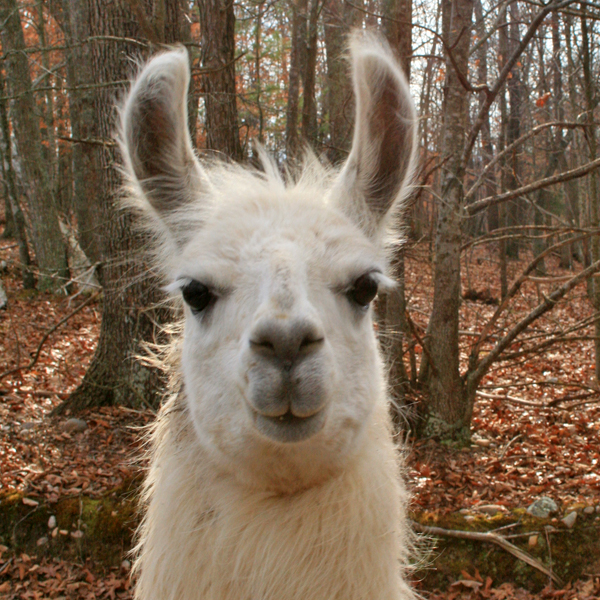 High Quality yo llama Blank Meme Template