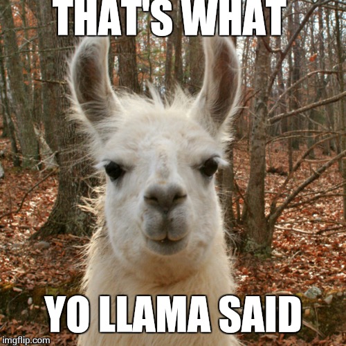 yo llama | THAT'S WHAT YO LLAMA SAID | image tagged in yo llama | made w/ Imgflip meme maker
