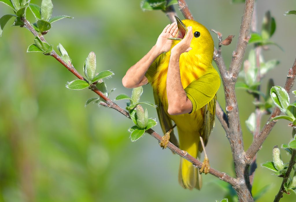 Yelling Bird Blank Meme Template