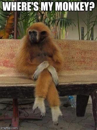 slutmonkey | WHERE'S MY MONKEY? | image tagged in slutmonkey | made w/ Imgflip meme maker