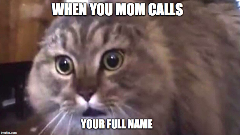 Nonono cat | WHEN YOU MOM CALLS; YOUR FULL NAME | image tagged in nonono cat | made w/ Imgflip meme maker