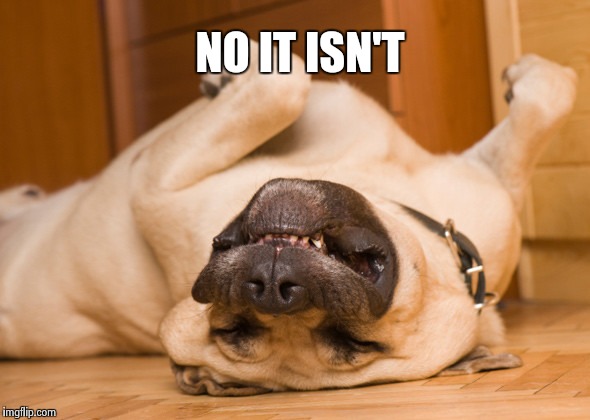 Sleeping dog | NO IT ISN'T | image tagged in sleeping dog | made w/ Imgflip meme maker