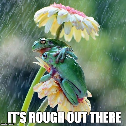 frogs | IT'S ROUGH OUT THERE | image tagged in frogs | made w/ Imgflip meme maker