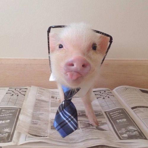 High Quality Business Pig Blank Meme Template