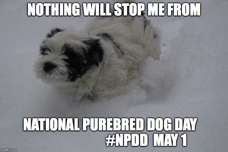 NPDD | NOTHING WILL STOP ME FROM; NATIONAL PUREBRED DOG DAY                           #NPDD  MAY 1 | image tagged in dogs | made w/ Imgflip meme maker