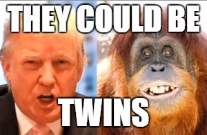 Donald trump is an orangutan | THEY COULD BE; TWINS | image tagged in donald trump is an orangutan | made w/ Imgflip meme maker