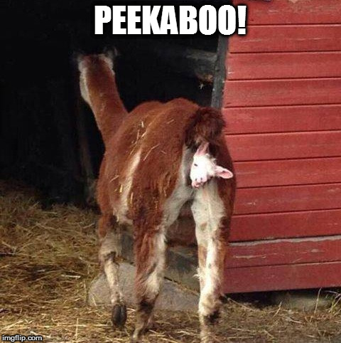 Peekaboo | PEEKABOO! | image tagged in animals | made w/ Imgflip meme maker