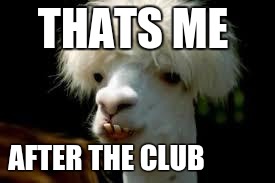 bad hair day llama | THATS ME; AFTER THE CLUB | image tagged in bad hair day llama | made w/ Imgflip meme maker