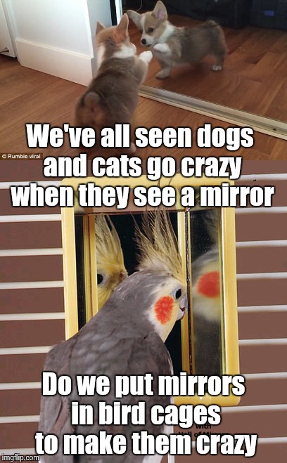 Cruel and unusual punishment ? | We've all seen dogs and cats go crazy when they see a mirror; Do we put mirrors in bird cages to make them crazy | image tagged in pets,mirrors,random,deep thoughts,alt using trolls | made w/ Imgflip meme maker