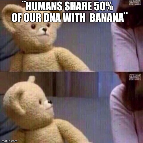 shocked bear | ¨HUMANS SHARE 50%  OF OUR DNA WITH  BANANA¨ | image tagged in shocked bear | made w/ Imgflip meme maker