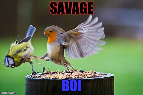 Bird | SAVAGE; BOI | image tagged in dinosaur | made w/ Imgflip meme maker