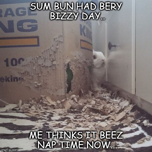 Bizzy | SUM BUN HAD BERY BIZZY DAY.. ME THINKS IT BEEZ NAP TIME NOW... | image tagged in memes | made w/ Imgflip meme maker