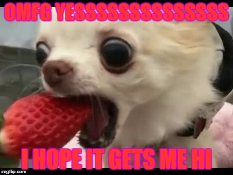 OMFG YESSSSSSSSSSSSSS; I HOPE IT GETS ME HI | image tagged in dog | made w/ Imgflip meme maker