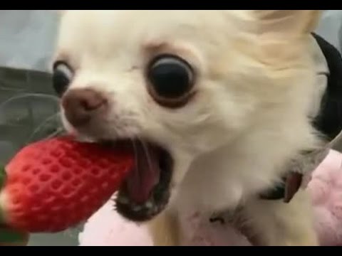 High Quality dog eats strawberry Blank Meme Template