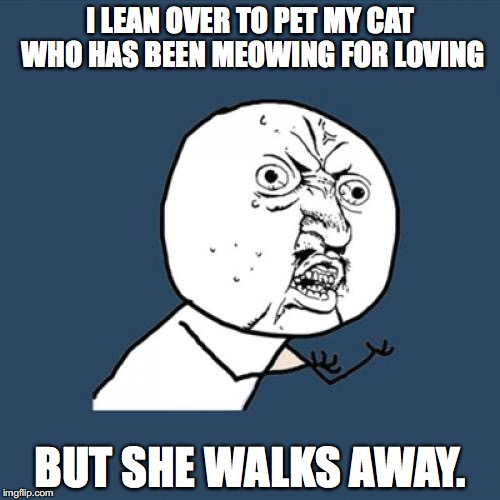 Y U No Meme | I LEAN OVER TO PET MY CAT WHO HAS BEEN MEOWING FOR LOVING; BUT SHE WALKS AWAY. | image tagged in memes,y u no | made w/ Imgflip meme maker