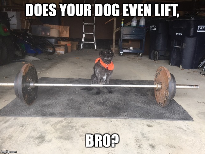 Strongest Dog In The World.  |  DOES YOUR DOG EVEN LIFT, BRO? | image tagged in memes,dog,do you even lift | made w/ Imgflip meme maker