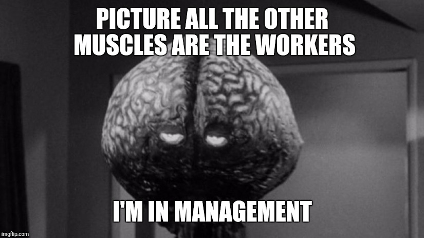 Brainy Brian | PICTURE ALL THE OTHER MUSCLES ARE THE WORKERS I'M IN MANAGEMENT | image tagged in brainy brian | made w/ Imgflip meme maker
