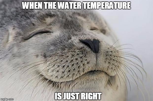 Satisfied Seal | WHEN THE WATER TEMPERATURE; IS JUST RIGHT | image tagged in memes,satisfied seal | made w/ Imgflip meme maker