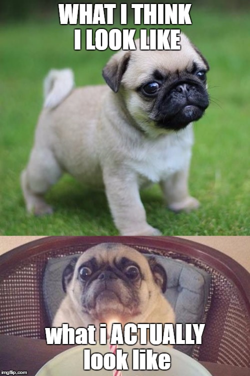 pugs life | WHAT I THINK I LOOK LIKE; what i ACTUALLY look like | image tagged in cute puppy | made w/ Imgflip meme maker
