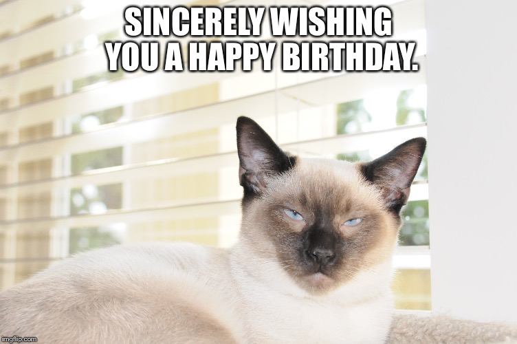 Sincere cat wishing you a happy birthday - Imgflip
