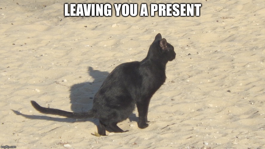 LEAVING YOU A PRESENT | image tagged in cats | made w/ Imgflip meme maker