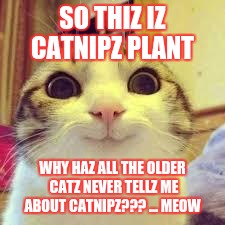 potatos and catshi crazy | SO THIZ IZ CATNIPZ PLANT; WHY HAZ ALL THE OLDER CATZ NEVER TELLZ ME ABOUT CATNIPZ??? ... MEOW | image tagged in potatos and catshi crazy | made w/ Imgflip meme maker