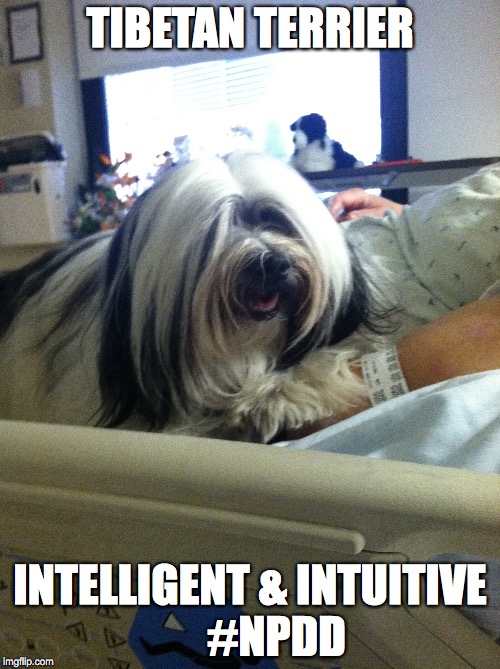 TDI | TIBETAN TERRIER; INTELLIGENT & INTUITIVE      #NPDD | image tagged in dog,tdi | made w/ Imgflip meme maker