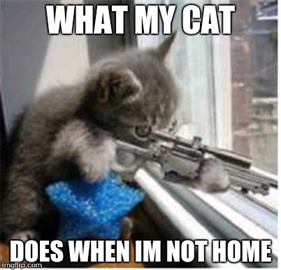 Hitman lolcat | WHAT MY CAT; DOES WHEN IM NOT HOME | image tagged in hitman lolcat | made w/ Imgflip meme maker