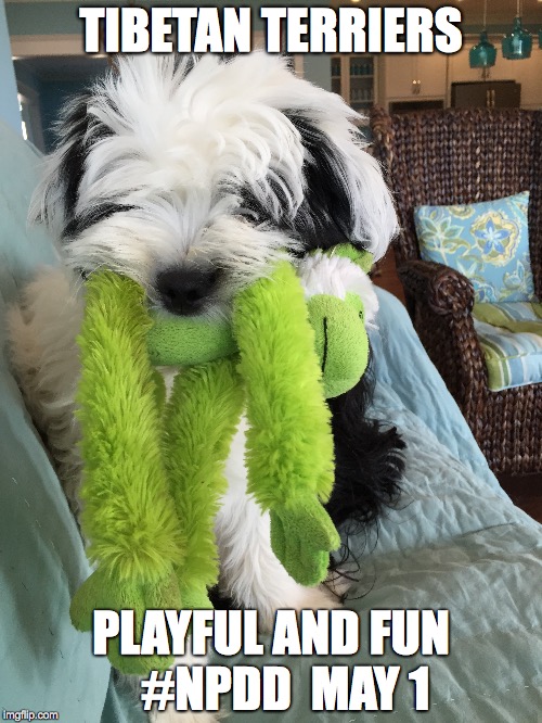 Fun | TIBETAN TERRIERS; PLAYFUL AND FUN   #NPDD  MAY 1 | image tagged in dog fun,dog | made w/ Imgflip meme maker