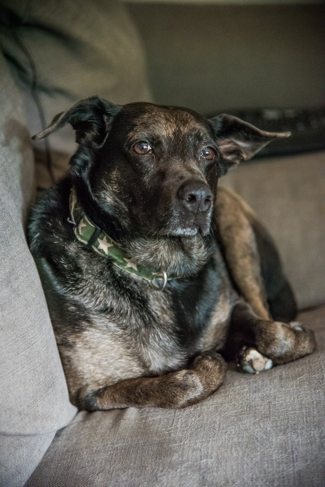 High Quality Contemplative Doggo Blank Meme Template