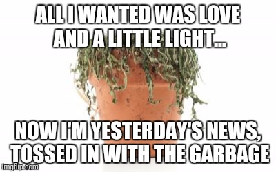 dead plant | ALL I WANTED WAS LOVE AND A LITTLE LIGHT... NOW I'M YESTERDAY'S NEWS, TOSSED IN WITH THE GARBAGE | image tagged in dead plant | made w/ Imgflip meme maker