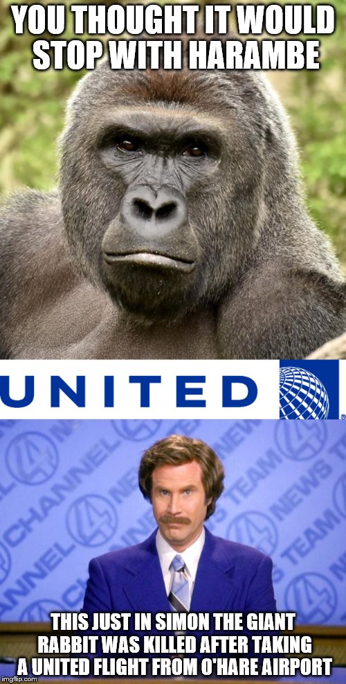 YOU THOUGHT IT WOULD STOP WITH HARAMBE; THIS JUST IN SIMON THE GIANT RABBIT WAS KILLED AFTER TAKING A UNITED FLIGHT FROM O'HARE AIRPORT | image tagged in memes,united airlines,harambe,this just in,united | made w/ Imgflip meme maker