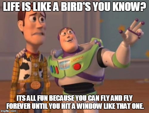 X, X Everywhere Meme | LIFE IS LIKE A BIRD'S YOU KNOW? ITS ALL FUN BECAUSE YOU CAN FLY AND FLY FOREVER UNTIL YOU HIT A WINDOW LIKE THAT ONE. | image tagged in memes,x x everywhere | made w/ Imgflip meme maker