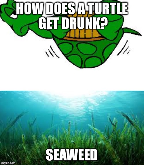 HOW DOES A TURTLE GET DRUNK? SEAWEED | image tagged in seaweed anyone | made w/ Imgflip meme maker