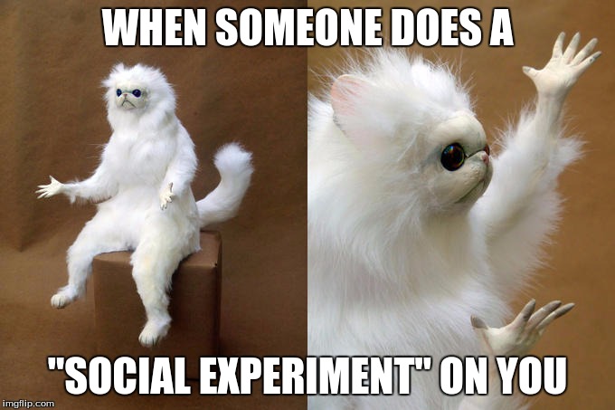 Why Would you do that | WHEN SOMEONE DOES A; "SOCIAL EXPERIMENT" ON YOU | image tagged in memes,persian cat room guardian,relatable | made w/ Imgflip meme maker