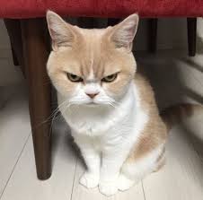 High Quality angry cat Blank Meme Template