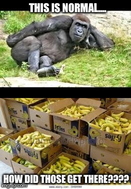 He he he...... | THIS IS NORMAL.... HOW DID THOSE GET THERE???? | image tagged in funny,monkey,banana | made w/ Imgflip meme maker