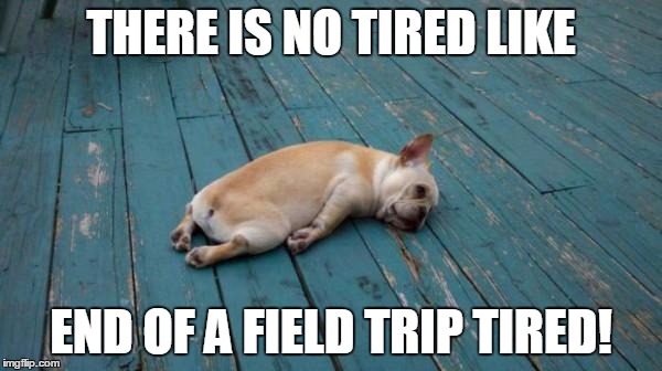 tired dog | THERE IS NO TIRED LIKE; END OF A FIELD TRIP TIRED! | image tagged in tired dog | made w/ Imgflip meme maker