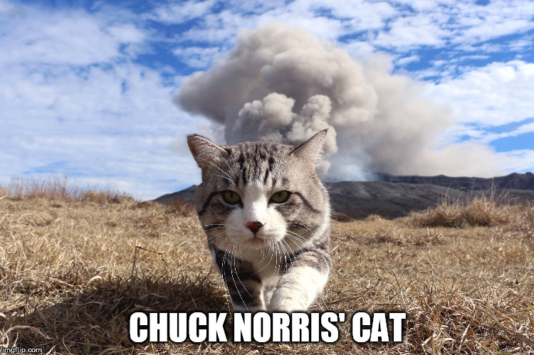 Chuck Norris' Cat | CHUCK NORRIS' CAT | image tagged in chuck norris,cat,volcano | made w/ Imgflip meme maker