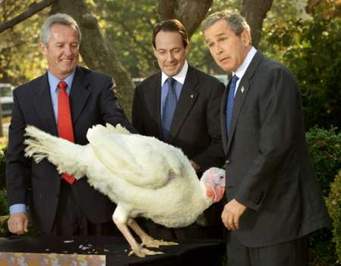 High Quality Turkey Gobbles Bush  Blank Meme Template