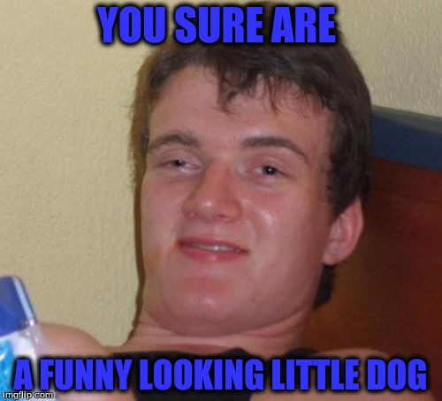 10 Guy Meme | YOU SURE ARE A FUNNY LOOKING LITTLE DOG | image tagged in memes,10 guy | made w/ Imgflip meme maker