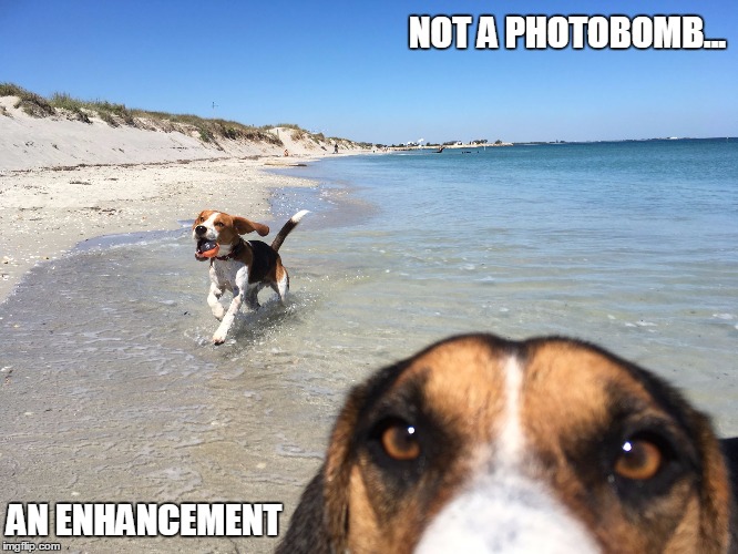 Dog Photobomb | NOT A PHOTOBOMB... AN ENHANCEMENT | image tagged in dog photobomb,photobomb,dog,selfie,funny memes,dog memes | made w/ Imgflip meme maker