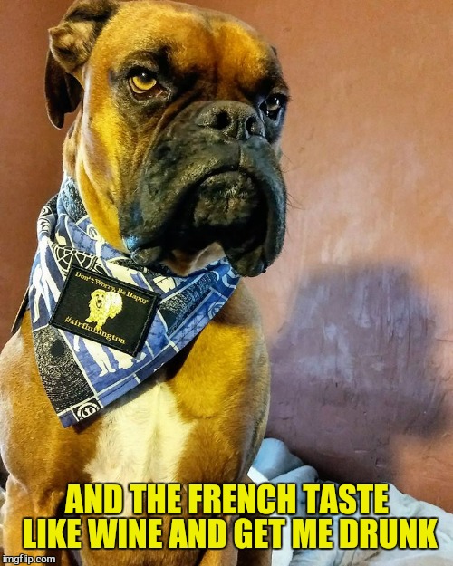Grumpy Dog | AND THE FRENCH TASTE LIKE WINE AND GET ME DRUNK | image tagged in grumpy dog | made w/ Imgflip meme maker