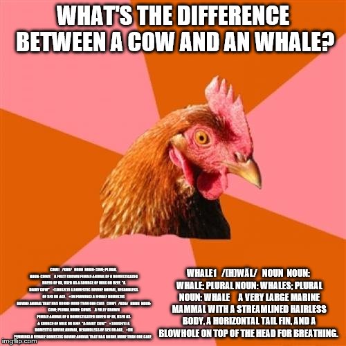 Anti Joke Chicken | WHAT'S THE DIFFERENCE BETWEEN A COW AND AN WHALE? COW1


/KOU/


NOUN

NOUN: COW; PLURAL NOUN: COWS




A FULLY GROWN FEMALE ANIMAL OF A DOMESTICATED BREED OF OX, USED AS A SOURCE OF MILK OR BEEF.
"A DAIRY COW"



•(LOOSELY) A DOMESTIC BOVINE ANIMAL, REGARDLESS OF SEX OR AGE.



•(IN FARMING) A FEMALE DOMESTIC BOVINE ANIMAL THAT HAS BORNE MORE THAN ONE CALF.

COW1


/KOU/


NOUN

NOUN: COW; PLURAL NOUN: COWS




A FULLY GROWN FEMALE ANIMAL OF A DOMESTICATED BREED OF OX, USED AS A SOURCE OF MILK OR BEEF.
"A DAIRY COW"



•(LOOSELY) A DOMESTIC BOVINE ANIMAL, REGARDLESS OF SEX OR AGE.



•(IN FARMING) A FEMALE DOMESTIC BOVINE ANIMAL THAT HAS BORNE MORE THAN ONE CALF. WHALE1


/(H)WĀL/


NOUN

NOUN: WHALE; PLURAL NOUN: WHALES; PLURAL NOUN: WHALE




A VERY LARGE MARINE MAMMAL WITH A STREAMLINED HAIRLESS BODY, A HORIZONTAL TAIL FIN, AND A BLOWHOLE ON TOP OF THE HEAD FOR BREATHING. | image tagged in memes,anti joke chicken | made w/ Imgflip meme maker