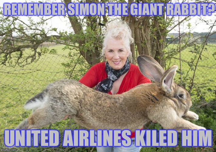 REMEMBER SIMON THE GIANT RABBIT? UNITED AIRLINES KILED HIM | image tagged in united airlines,united airlines passenger removed,animal rights,cute animals,memes | made w/ Imgflip meme maker