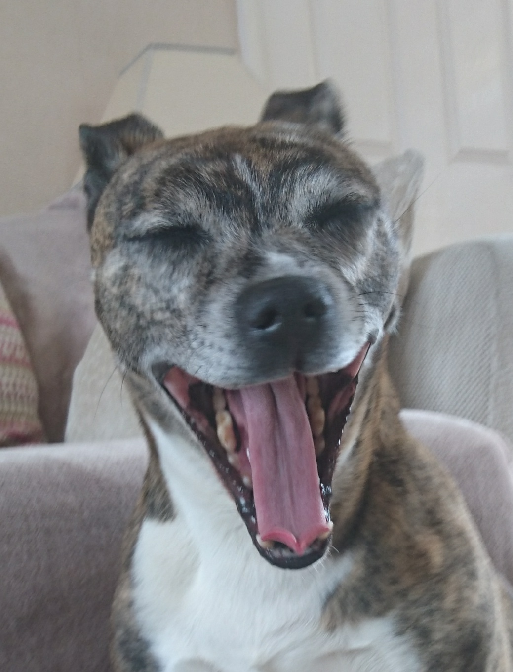 High Quality Yawning dog Blank Meme Template