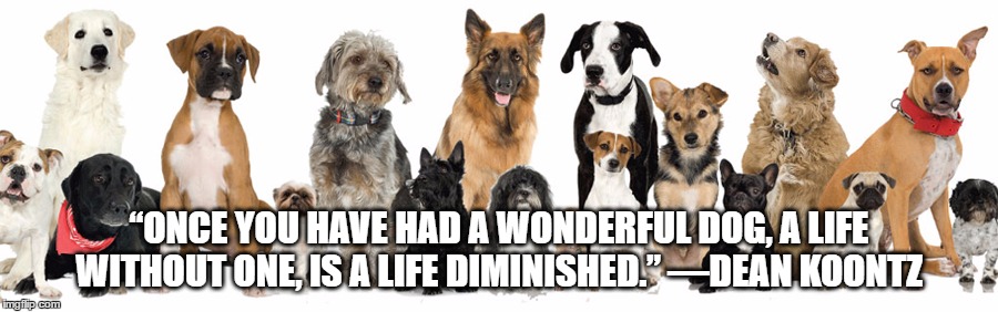 “ONCE YOU HAVE HAD A WONDERFUL DOG, A LIFE WITHOUT ONE, IS A LIFE DIMINISHED.”
—DEAN KOONTZ | image tagged in dogs | made w/ Imgflip meme maker