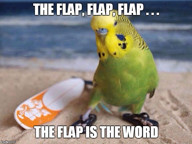 THE FLAP, FLAP, FLAP . . . THE FLAP IS THE WORD | image tagged in surfing bird | made w/ Imgflip meme maker