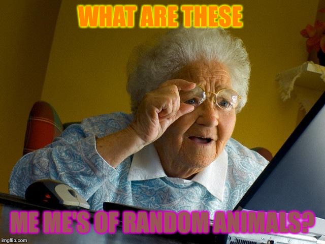 Grandma Finds The Internet | WHAT ARE THESE; ME ME'S OF RANDOM ANIMALS? | image tagged in memes,grandma finds the internet | made w/ Imgflip meme maker